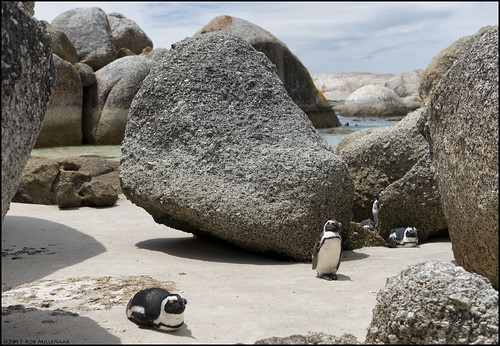 southafrica simonstown boulderbeach boulders africanpenguin scenery landscape