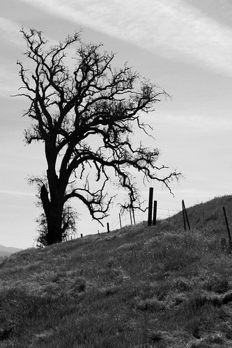 california ca sanluisobispocounty shellcreekroad tree fence fencepost hill clouds blackandwhite bw grass usa
