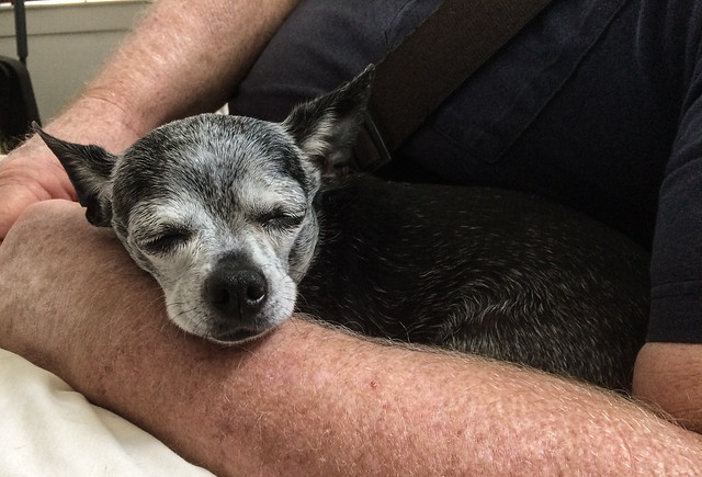 Betty Napping in Gary's Arm