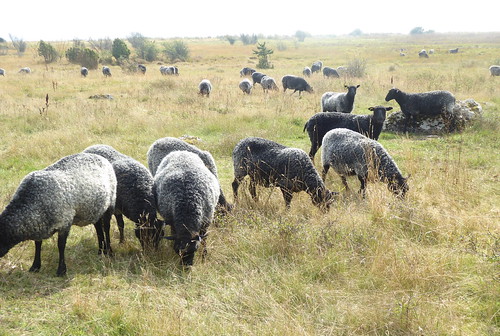 sheep sweden sverige gotland får gotlandsfår ditte46