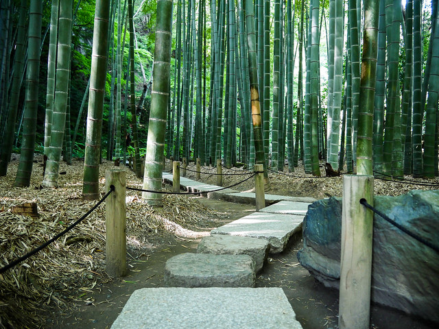 Bamboo forest in Kamakura