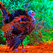 Psychedelic Turkey - 1st Place Altered/Composite - Beto Gutierrez