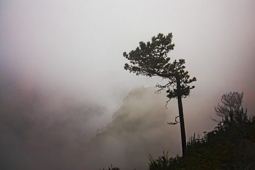 road tree green portugal fog view madeira funchal eiradoserrado jelia