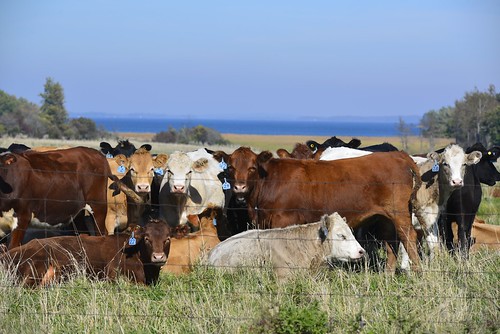 ontario fence island nikon cows 28 70200 d610 wolfeisland thegangsallhere