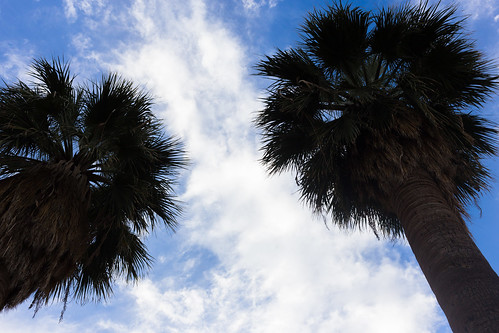 arizona sky oklahoma phoenix clouds unitedstates palmtree hobart
