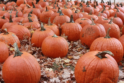 Take a pumpkin home with you! Apple Day at Douthat State Park October 11, 2014