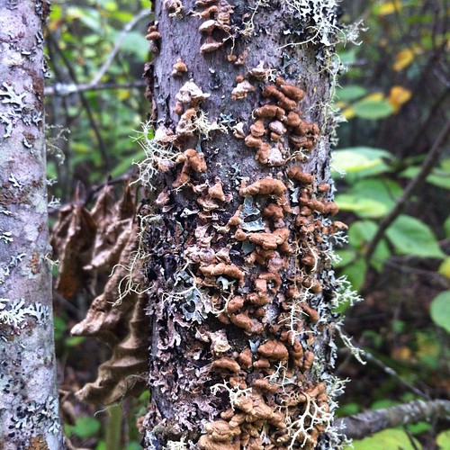 Mushroom from Boundary Waters Canoe Area Wilderness, Secret Blackstone trail. #fungi #bwca