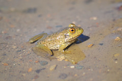 American Bullfrog [Juvenile] (Lithobates catesbeianus)