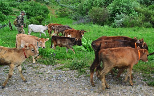 desktop people animals georgia cows mammals ungulates featured cowherd akhaltsikhe domesticates imereti