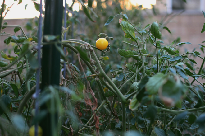 tomato garden 2014