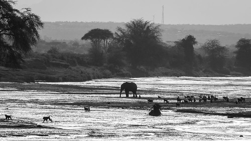 bw kalamaconservancy eastafrica kenya safari sunset samburunationalreserve dry mud elephant sarunisamburu ewasonyiroriver vacation samburu olivebaboon red samburucounty ke