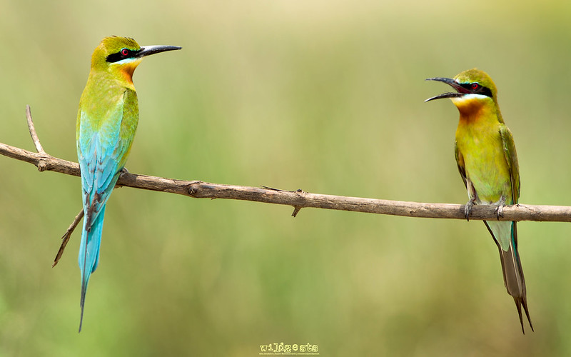 Blue Tailed Bee Eater