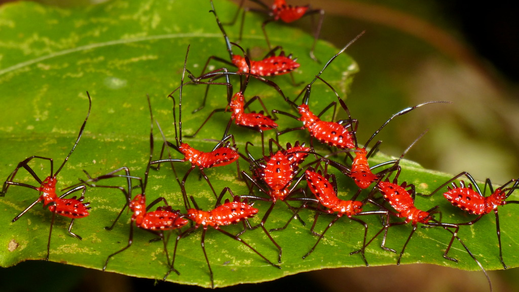 Assassin Bug nymphs from Yasuni National Park