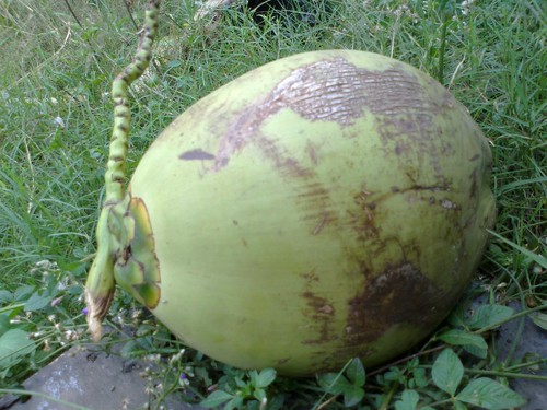 Buah_kelapa
