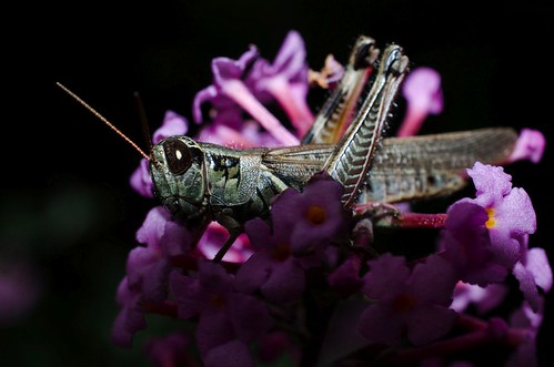 The Patient Grasshopper