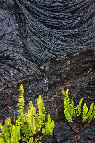 beach hawaii lava bigisland ferns pahoehoe kaimu