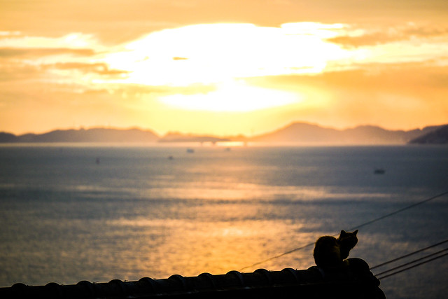 Cat and Sunset