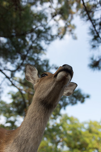park animal japan deer nara narapark