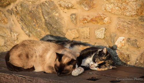 sunset cats atardecer gatos galicia 2014 canon60d