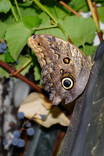 canada nature butterflies reidville newfoundlandandlabrador