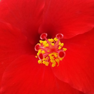 Red hibiscus center