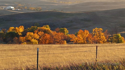 autumn color fall colors field yellow rural fence landscape countryside farm country hill scenic fences hills ridge northdakota nd barbedwire fields farms barbwire goldenhour ridges watfordcity lateevening greatplains northernplains mckenziecounty peacegardenstate