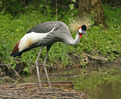 Grulla coronada cuelligrís​ / Balearica regulorum / Grey crowned crane