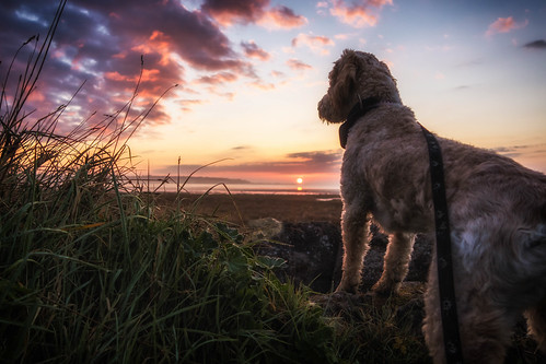 pegwellbay naturereserve england kent places sunrise dawn dog
