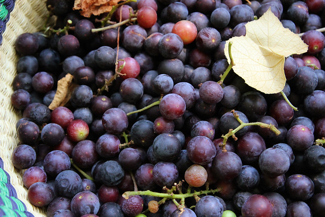 wild harvesting :: concord grapes