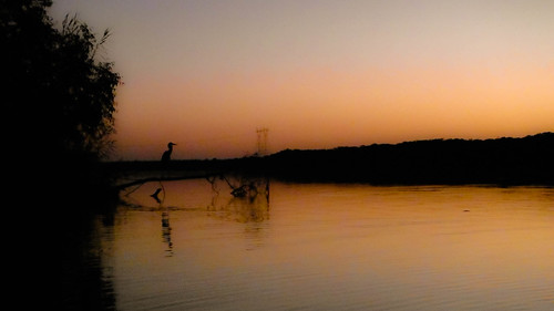 sunset heron birds river alabama baldwincounty ilobsterit byrneslake