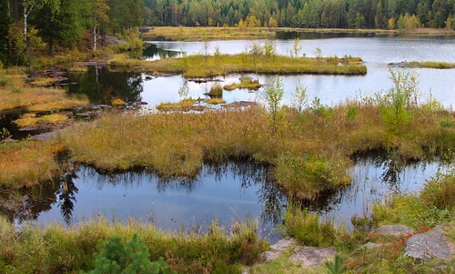 autumn lake water oslo norway forest pond marsh tarn tranquil wetland svartkulp