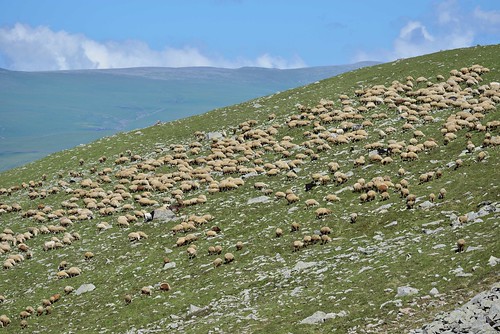 animals georgia landscape sheep mammals ungulates domesticates paravani paravaniregion