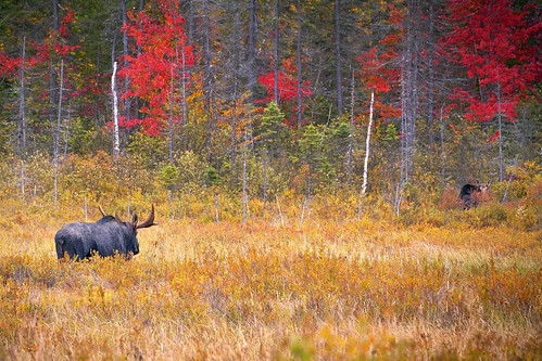 park autumn red orange ontario fall leaves yellow landscape moose algonquin algonquinpark