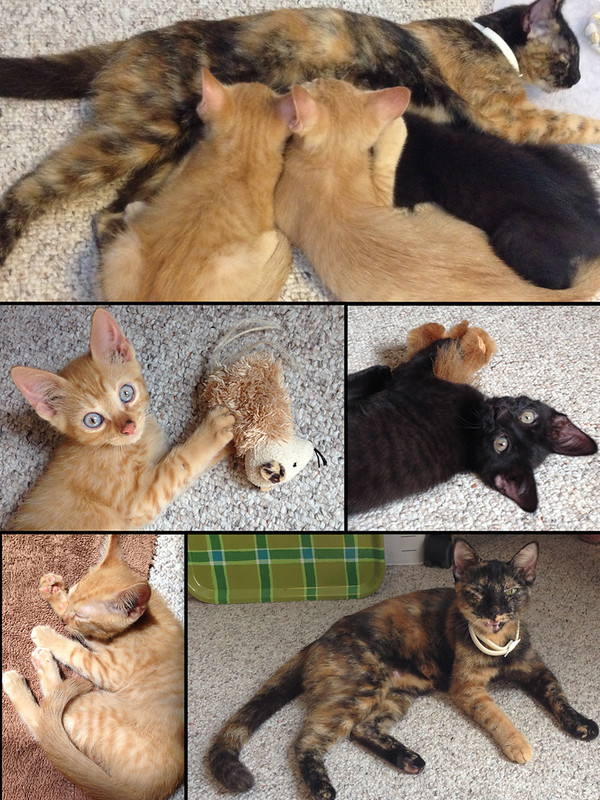 Cat/kittens found at Gemini Springs