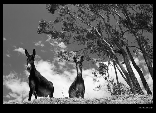 blackandwhite blancoynegro lima donkey bn burro animales rupac perú