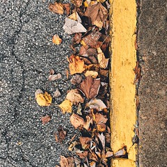 Browns and yellows in the streets, autumn's colors can't be beat #vscocam #fall #autumn #rhymes #street #yellow #instagood #iphoneonly #sometimesitjusthappens