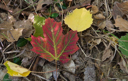 fallen leaves, Traverse City, Michigan