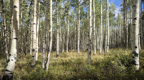 horse mountains tree pine forest carolyn colorado unitedstates salida aspen 2014 emr aspenridge elkmountainranch donjschultephotography