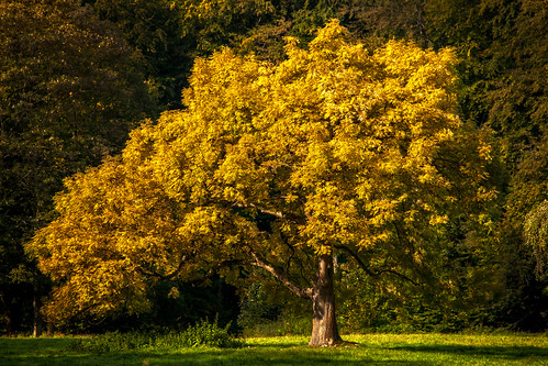 park summer tree germany seasons sommer jahreszeiten cologne köln september ash baum stadtwald urbanpark esche cityforest excelsiorfraxsinus