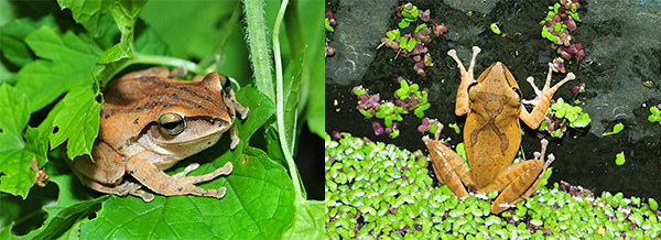 原生種白頷樹蛙(左)的生存空間，已被繁殖力強的斑腿樹蛙漸漸給佔據了，這是不得不正視的問題。