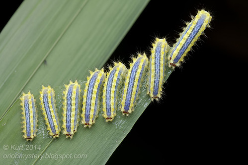 Limacodidae caterpillars IMG_4072 copy