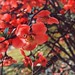 #��#��#海棠#铁梗海棠#蜜蜂#bee#blossom#shanghai#上海#vscocam#flower#春#春天#spring#iphoneonly#竹园绿地#vsco