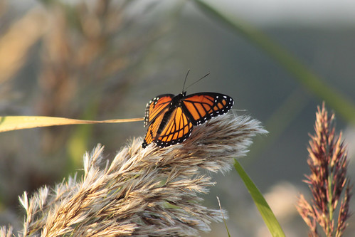 sunset grass butterfly dusk monarch monarchbutterfly bannermarsh illinoisdepartmentofnaturalresources bannerillinois