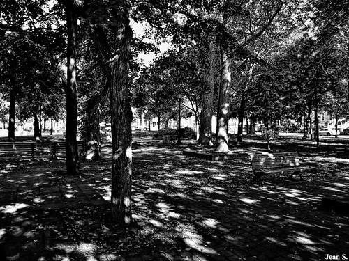 park trees light summer blackandwhite bw day shadows troisrivières