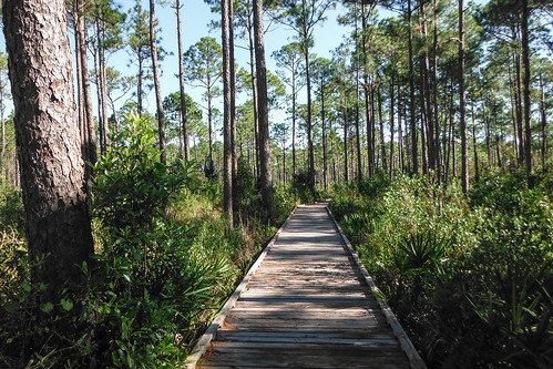 pine forest woods florida trail ilobsterit