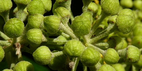 hairy ivy theme macromondays abundanceabundant