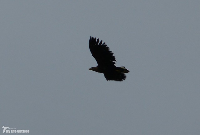 P1090116_2 - White-tailed Eagle, Isle of Mull