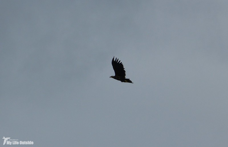 P1090208 - White-tailed Eagle, Isle of Mull