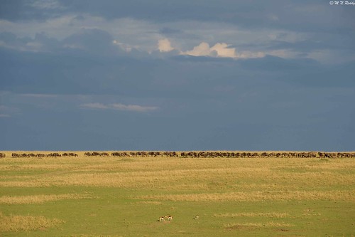 kenya africanwildlife masaimaranationalpark wildebeestsmigrationingoldenlighting