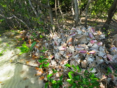 Queen Conch Debris